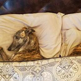 Greyhounds and Italian Greyhounds from Supernova Sighthounds