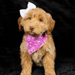 Girl 1 - Goldendoodle puppy in Riverton, Utah from Utah Doodlebug