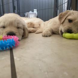 Golden Retriever Puppies from Rebel Retrievers