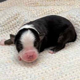 Boy 4 - male Miniature Australian Shepherd puppy in Covington, Pennsylvania from Rigas Mini Aussies LLC