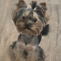 Max - Blue and gold male Yorkshire Terrier puppy in Battle Ground, Washington from Joyful Yorkies