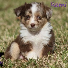 Miniature Australian Shepherd and Toy Australian Shepherd Puppies from TK Mini Aussies