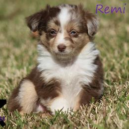 Miniature Australian Shepherd and Toy Australian Shepherd Puppies from TK Mini Aussies