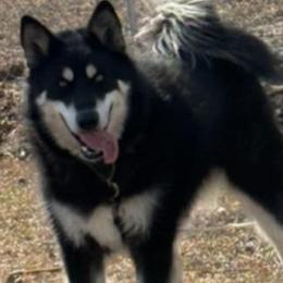 Neptune - Black and white Alaskan Malamute puppy in Independence, Virginia from New River Valley Malamutes