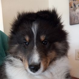 Shetland Sheepdog Puppies from KaMera Shelties