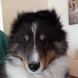 Shetland Sheepdog Puppies from KaMera Shelties