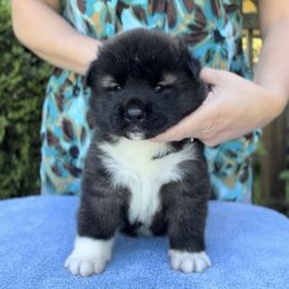 Boy 1 - Black male Akita puppy in Coopersburg, Pennsylvania from Main Street Akitas