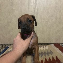 Hot pink - Rd whtn blk nose female Rhodesian Ridgeback puppy in Ocala, Florida from DogWood Kennels