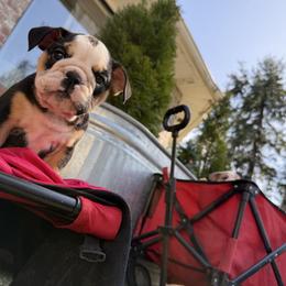 Jill - Black tri-color female Bulldog puppy in Marysville, Washington from BulldogWA