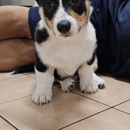 Pembroke Welsh Corgi Puppies from Shelly Bean Corgis