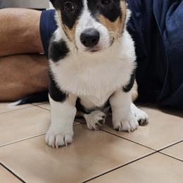 Pembroke Welsh Corgi Puppies from Shelly Bean Corgis