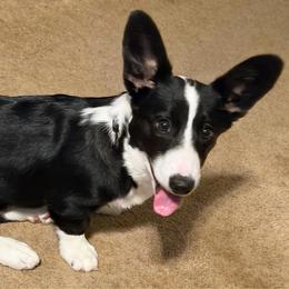 Ebby - Black and white female Cardigan Welsh Corgi puppy in Omaha, Arkansas from DnD Corgis