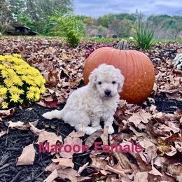 Aussiedoodle Puppies from Crabtree Farm Doodles