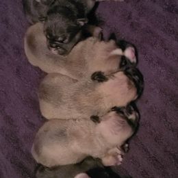 Boxer and French Bulldog Puppies from Clearview boxers