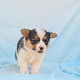 Shania x Wilson No Collar - Black and tan female Pembroke Welsh Corgi puppy in Grass Valley, California from Triple M Ranch Corgi's