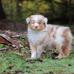 Australian Shepherd Puppies from Wandering Acres Ranch