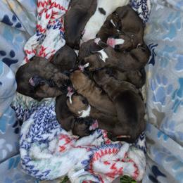 Boxer Puppies from Saskobox