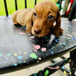 Dachshund Puppies from Mini Doxies of the South