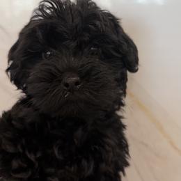 Zoe - Black female Yorkipoo puppy in Collier County, Florida from Star Catcher Pups