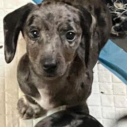 Dachshund and Great Pyrenees Puppies from Show Us The Way Homestead