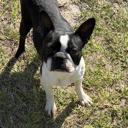 Keira - Boston Terrier