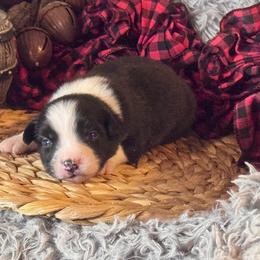 Ringo (Starr) - Black tri male Miniature Australian Shepherd puppy in California from Eagle River Aussies