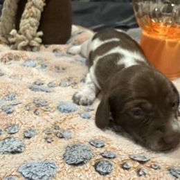 Lexica - Piebald female Dachshund puppy in Wesley Chapel, Florida from Russell Lee Overton