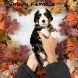 Navy - Tri-color female Bernedoodle puppy in Springville, Utah from JW Doodles