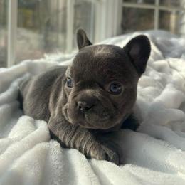 Green collar - Blue female French Bulldog puppy in Salisbury, Maryland from 77 Frenchies Maryland