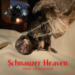 Keegan AKC - Salt and pepper male Miniature Schnauzer puppy in Pelzer, South Carolina from Schnauzer Heaven Von Longbach