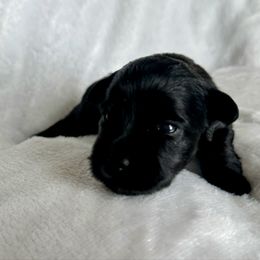 Girl 3 - Black female Miniature Schnauzer puppy in Independence, Missouri from Crown Schnauzers KC
