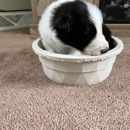 Border Collie Puppies from Pineview Farm