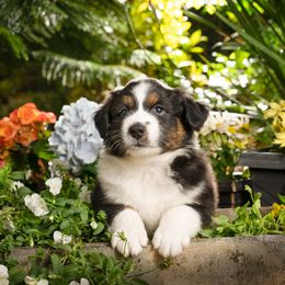 Australian Shepherd Puppies from Polkaussies