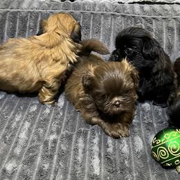 Shih Tzu Puppies from Hilltop Shih Tzus