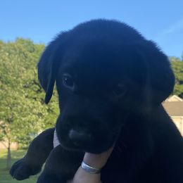 Deputy Charleston-gray collar - Black Labrador Retriever puppy in Springfield, Missouri from Kellner Labradors