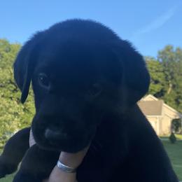 Deputy Charleston-gray collar - Black Labrador Retriever puppy in Springfield, Missouri from Kellner Labradors
