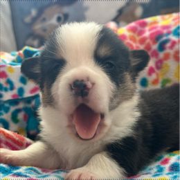 Pembroke Welsh Corgi Puppies from Carolina cotton candy corgis
