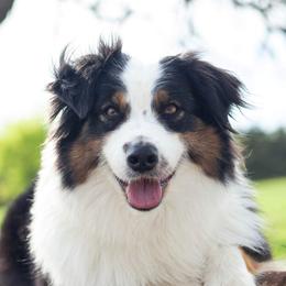 Prim - Australian Shepherd