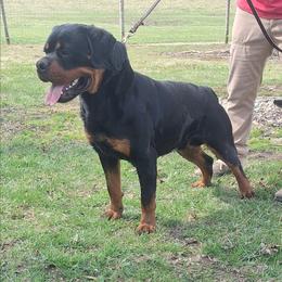 Axel - Rottweiler