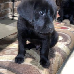 Male 2 - Blue - Black Labrador Retriever puppy in Jonesboro, Arkansas from The Retriever Midwife Labrador Retrievers