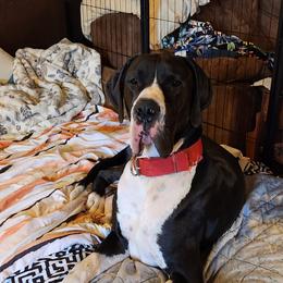 MISSY - Great Dane