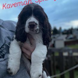 Male Liver Tri-  Spice-red - Liver white and tan male English Springer Spaniel puppy in Pacific, Washington from Kaveman Springers
