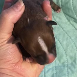 Cadbury - Red male Staffordshire Bull Terrier puppy in Monroe, Georgia from Irresistibull Staffords