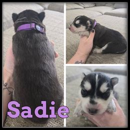 Sadie - Black and white female Siberian Husky puppy in Wheeler, Michigan from Haase Family Kennels