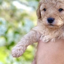 Goldendoodle Puppies from Ohio Mini Goldendoodles for Sale