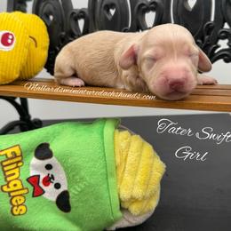 Tater Swift - Cream female Dachshund puppy in Montevallo, Alabama from Mallard's Miniature Dachshunds