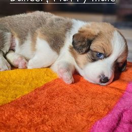 Dancer - Red Pembroke Welsh Corgi puppy in Austin, Minnesota from Klein Corgi Ranch