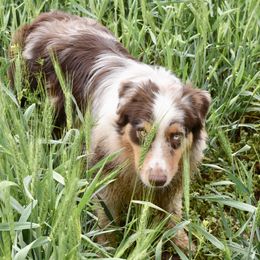 Gina - Australian Shepherd