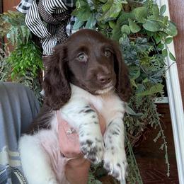 Moose - Piebald male Dachshund puppy in Aurora, Missouri from Baker Farms