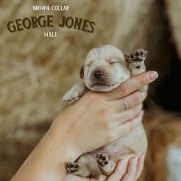 Labrador Retriever Puppies from Parsons Farmstead Retrievers